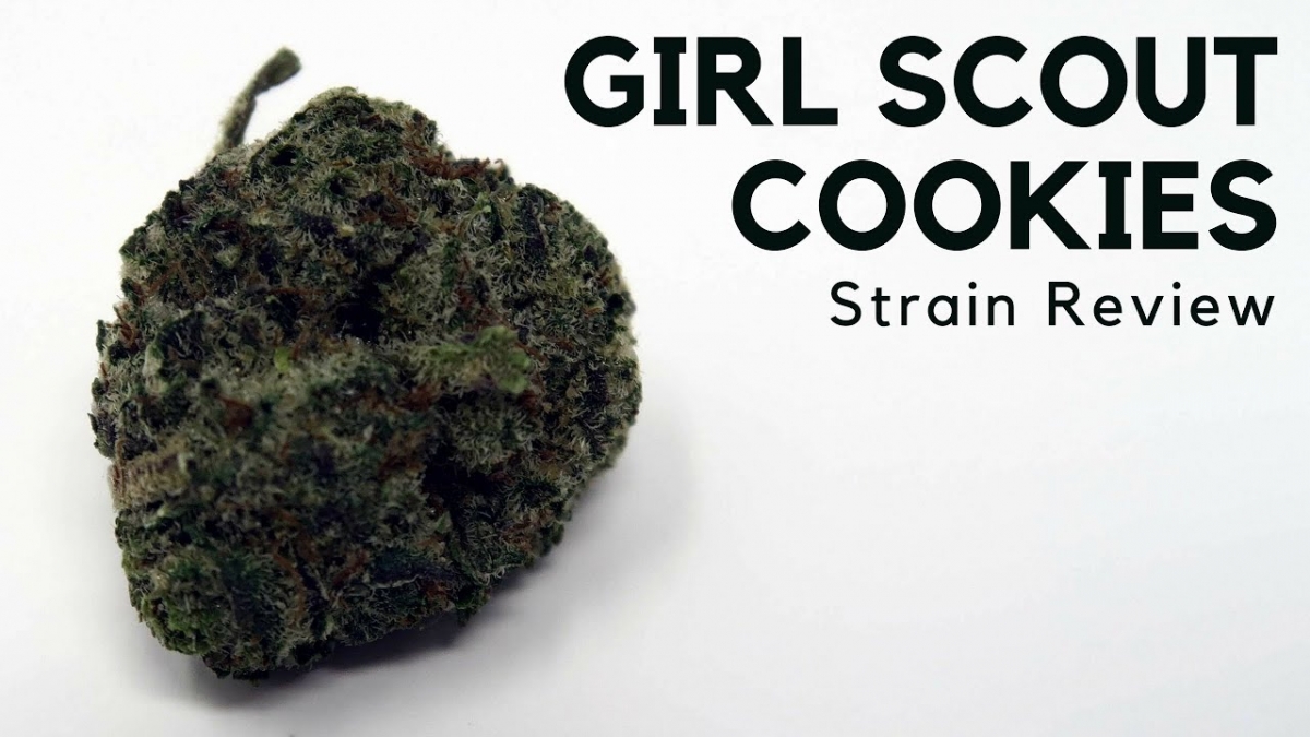Unlock The Sweet Secrets Girl Scout Cookies Cannabis Seeds 4540
